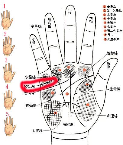 一字掌紋|【手相館】掌紋 (生命線、感情線、智慧線、婚姻線、太陽線、火。